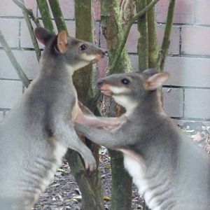 The 2 male Pandemelon