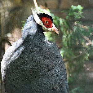 Blue eared pheasant