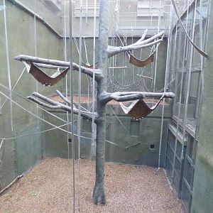 Re-barked RORA (Bornean Orang Indoor)