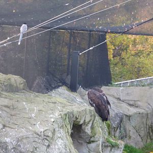 Azure-winged Magpie and European Black Vulture in the new European aviary