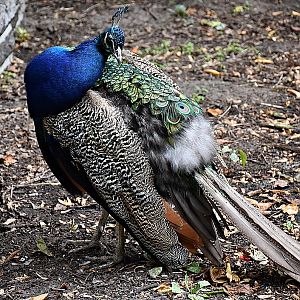 Indian peafowl