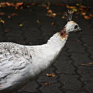 White Indian peafowl