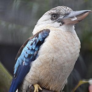 Blue-winged kookaburra