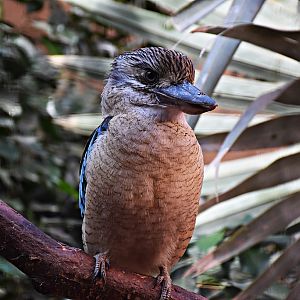 Blue-winged kookaburra