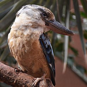 Blue-winged kookaburra