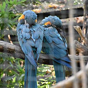 Blue-throated macaw