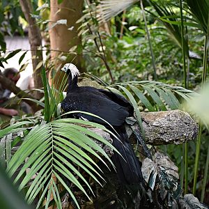 Blue-throated piping guan