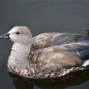 Blue-Winged Goose