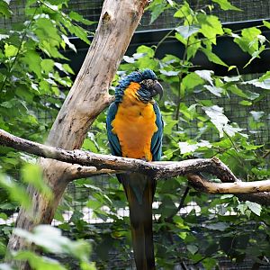 Blue-throated macaw