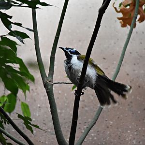 Blue-faced honeyeater