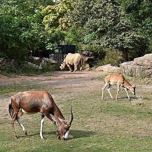 blesbok & Black rhinoceros