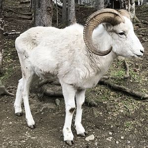 Dall Sheep
