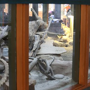 fennec fox exhibit
