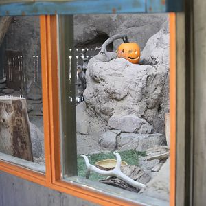 black footed cat exhibit