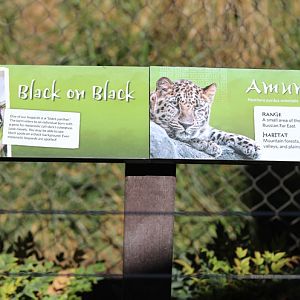sign for black Amur leopard