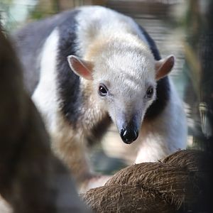 Guyana tamandua (childrens zoo)