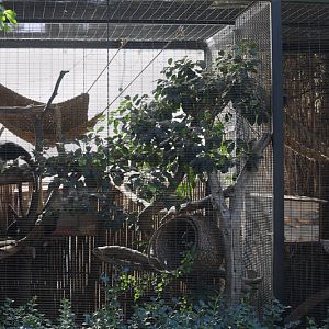 tamandua exhibit (childrens zoo)