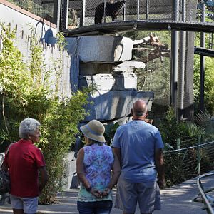 black Amur leopard on bridge