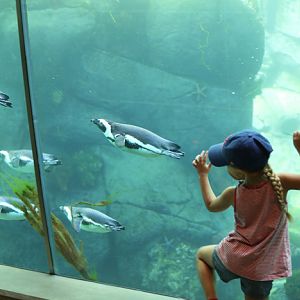 South African penguins