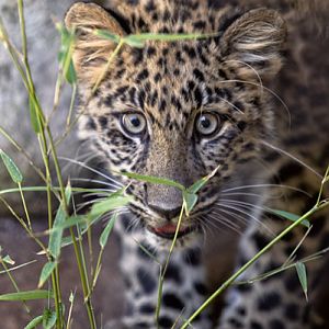 Amur leopard cub