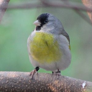 Lawrence goldfinch