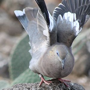 White-winged dove