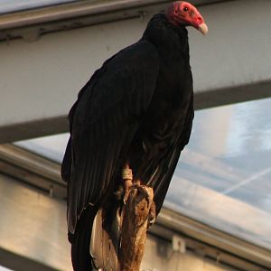 Turkey vulture