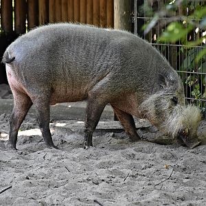 Bornean bearded pig