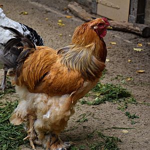 Brahma chicken