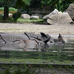 Indian rhinoceros