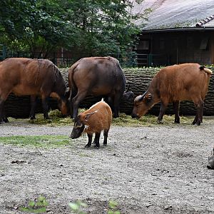 Red river hog & African forest buffalo