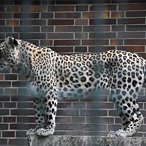 Persian leopard