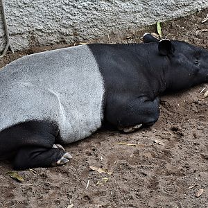 Malayan tapir