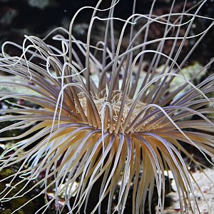 Tube-dwelling anemone