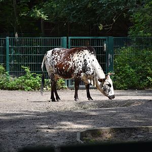 dwarf zebu