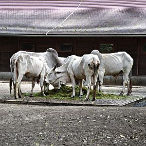 Nellore cattle