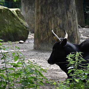 Bos primigenius f.taurus