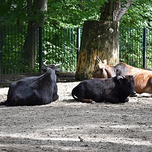 Bos primigenius f.taurus