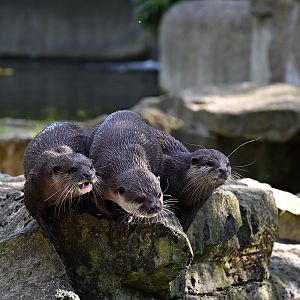 Asian small-clawed otter
