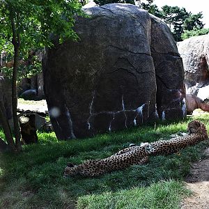 Cheetah & Black Rhinoceros