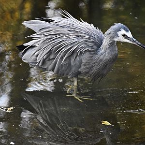 White-faced heron