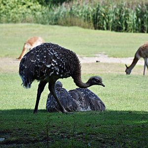 Darwin's rhea