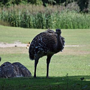 Darwin's rhea