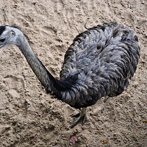 Greater rhea