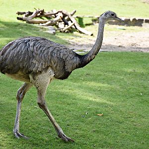 Greater rhea