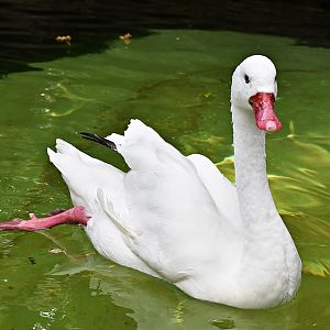 Coscoroba swan