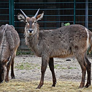 common waterbuck