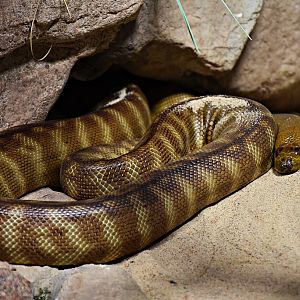 woma python