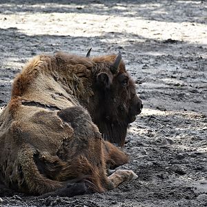 European bison