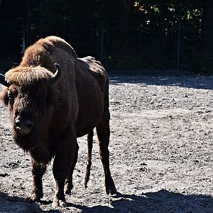 European bison